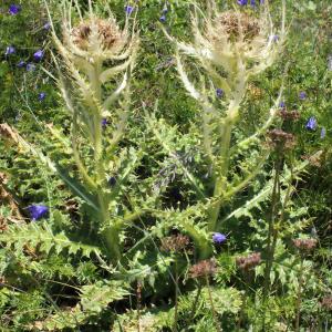  - Cirsium spinosissimum (L.) Scop. [1769]