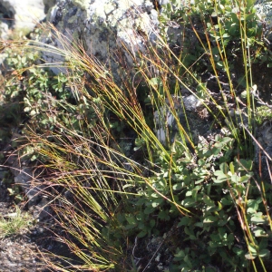 Photographie n°671826 du taxon Juncus trifidus L. [1753]