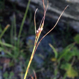 Photographie n°671836 du taxon Juncus trifidus L. [1753]