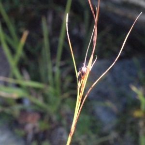 Photographie n°671838 du taxon Juncus trifidus L. [1753]