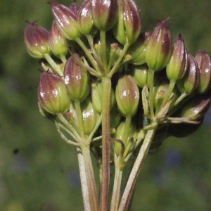 Photographie n°671844 du taxon Ligusticum mutellina (L.) Crantz [1767]