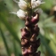  Liliane Roubaudi - Polygonum viviparum L. [1753]