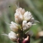  Liliane Roubaudi - Polygonum viviparum L. [1753]