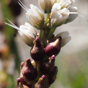 Bistorta vivipara (L.) Delarbre (Renouée vivipare)