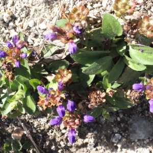 Photographie n°671917 du taxon Prunella vulgaris L. [1753]