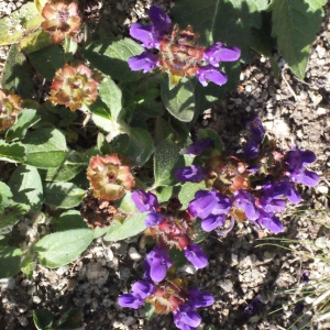 Photographie n°671918 du taxon Prunella vulgaris L. [1753]