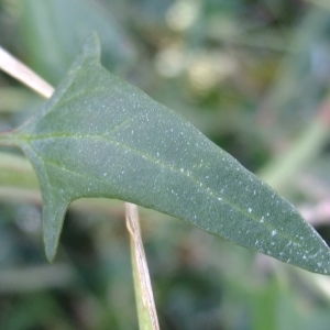 Photographie n°671961 du taxon Atriplex prostrata Boucher ex DC. [1805]