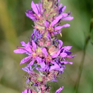 Photographie n°671999 du taxon Lythrum salicaria L. [1753]