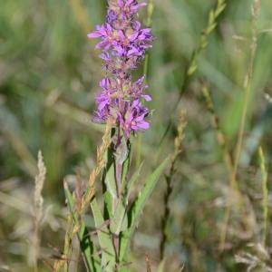 Photographie n°672003 du taxon Lythrum salicaria L. [1753]