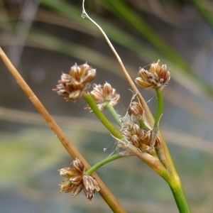 Photographie n°672037 du taxon Juncus subnodulosus Schrank [1789]