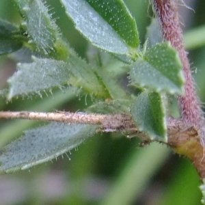 Photographie n°672080 du taxon Ononis spinosa L. [1753]