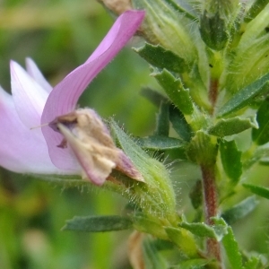 Photographie n°672089 du taxon Ononis spinosa L. [1753]