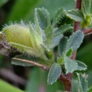 Photographie n°672090 du taxon Ononis spinosa L. [1753]