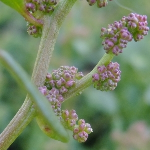 Photographie n°672091 du taxon Oxybasis chenopodioides (L.) S.Fuentes, Uotila & Borsch [2012]