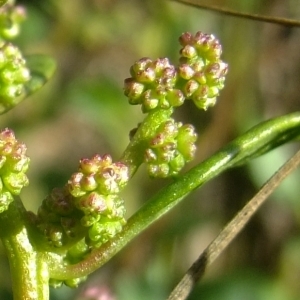 Oxybasis chenopodioides (L.) S.Fuentes, Uotila & Borsch (Chénopode à feuilles grasses)