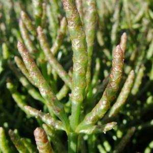 Photographie n°672147 du taxon Salicornia europaea L. [1753]