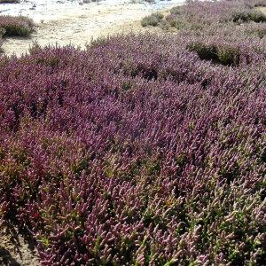 Photographie n°672151 du taxon Salicornia europaea L. [1753]