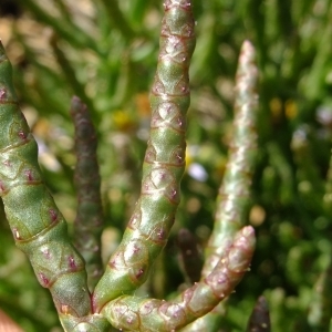 Photographie n°672152 du taxon Salicornia europaea L. [1753]