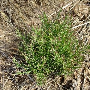 Photographie n°672154 du taxon Salicornia europaea L. [1753]