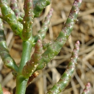 Salicornia brachystachya (G.Mey.) D.König (Salicorne d'Europe)