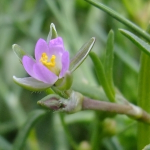 Lepigonum heterospermum Leffler (Spergulaire du sel)