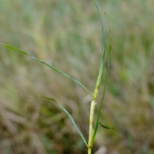 Photographie n°672357 du taxon Zannichellia palustris L. [1753]