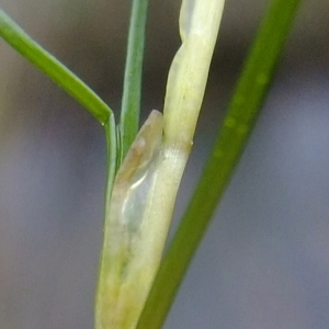 Photographie n°672358 du taxon Zannichellia palustris L. [1753]