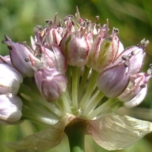 Photographie n°672438 du taxon Allium strictum Schrad. [1809]