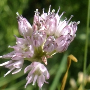 Photographie n°672439 du taxon Allium strictum Schrad. [1809]