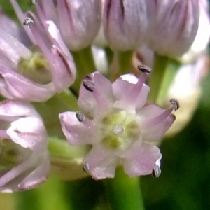 Photographie n°672441 du taxon Allium strictum Schrad. [1809]