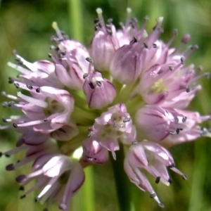 Photographie n°672442 du taxon Allium strictum Schrad. [1809]