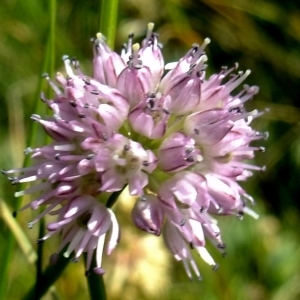  - Allium strictum Schrad. [1809]