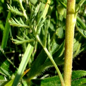 Photographie n°672446 du taxon Artemisia atrata Lam. [1783]