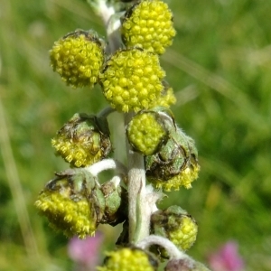 Photographie n°672448 du taxon Artemisia atrata Lam. [1783]