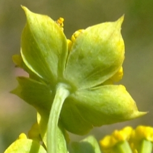 Photographie n°672462 du taxon Bupleurum ranunculoides L. [1753]