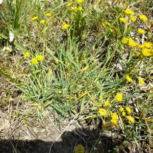 Photographie n°672463 du taxon Bupleurum ranunculoides L. [1753]