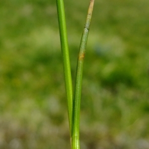 Photographie n°672467 du taxon Carex davalliana Sm. [1800]