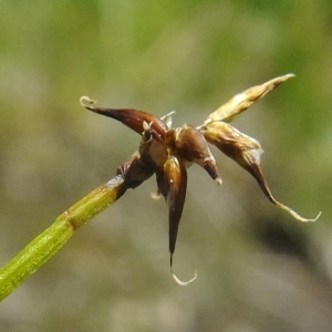 Photographie n°672468 du taxon Carex davalliana Sm. [1800]