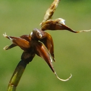 Photographie n°672469 du taxon Carex davalliana Sm. [1800]