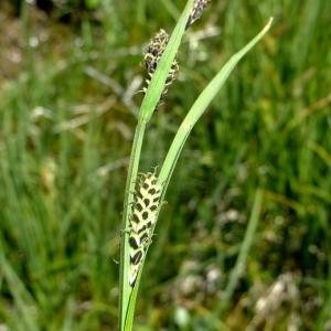 Photographie n°672476 du taxon Carex nigra All. [1785]