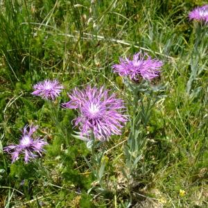 Photographie n°672489 du taxon Centaurea uniflora Turra [1765]