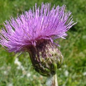 Photographie n°672495 du taxon Cirsium heterophyllum (L.) Hill [1768]