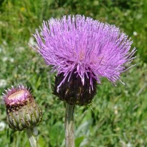 Photographie n°672497 du taxon Cirsium heterophyllum (L.) Hill [1768]