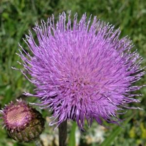 Photographie n°672498 du taxon Cirsium heterophyllum (L.) Hill [1768]