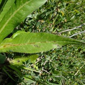 Photographie n°672499 du taxon Cirsium heterophyllum (L.) Hill [1768]