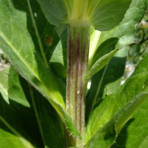 Photographie n°672500 du taxon Cirsium heterophyllum (L.) Hill [1768]