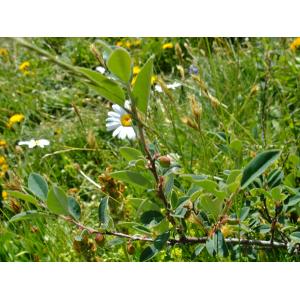 Cotoneaster juranus Gand. (Cotonéaster du Jura)