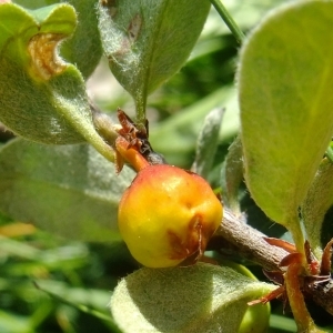 Photographie n°672503 du taxon Cotoneaster juranus Gand. [1875]