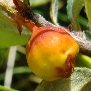 Photographie n°672506 du taxon Cotoneaster juranus Gand. [1875]