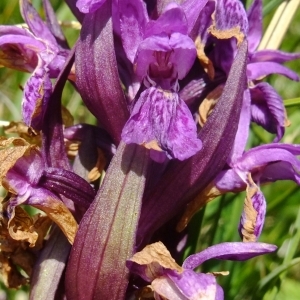 Photographie n°672517 du taxon Dactylorhiza alpestris (Pugsley) Aver. [1983]